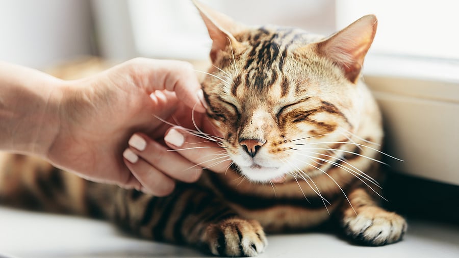 <div class="paragraphs"><p>Representative image showing a cat.</p></div>