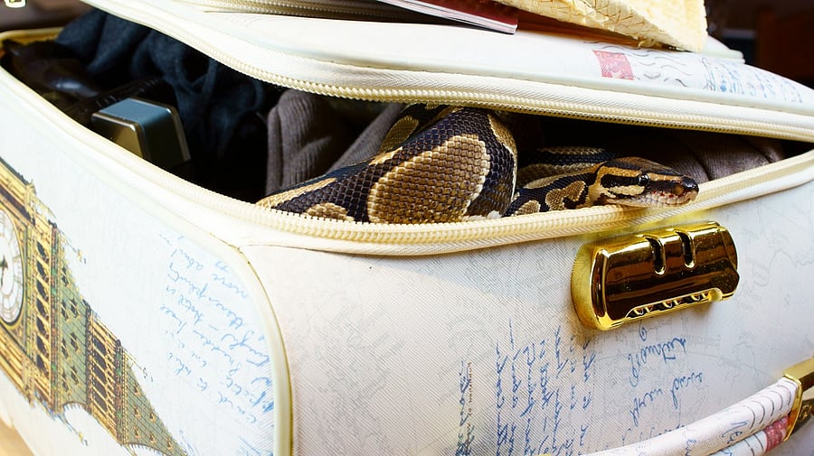 <div class="paragraphs"><p>Representative image of snake smuggling.</p></div>