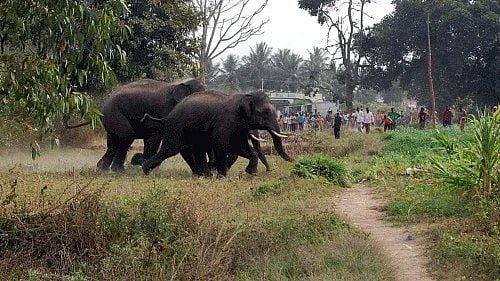 <div class="paragraphs"><p>Representative image of wild elephants.</p></div>