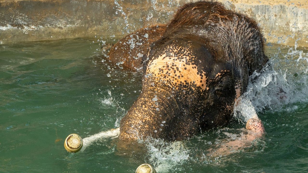 <div class="paragraphs"><p>Elephants rescued by Wildlife SOS receive regular hydrotherapy sessions and pool time. <br></p></div>