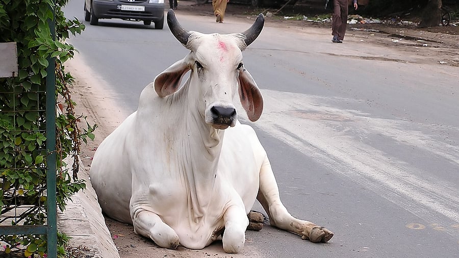 <div class="paragraphs"><p>Representative Image of a stray cow.</p></div>