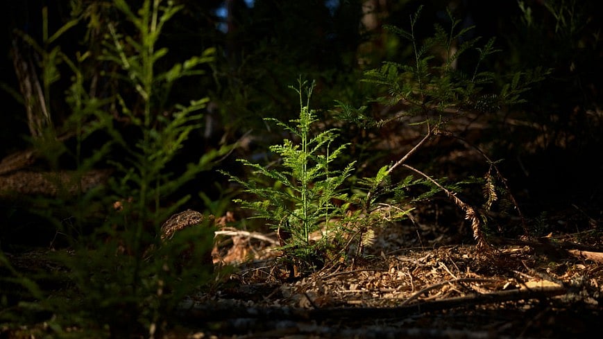 <div class="paragraphs"><p>A young redwood sapling grows in the Gualala River Forest.</p></div>