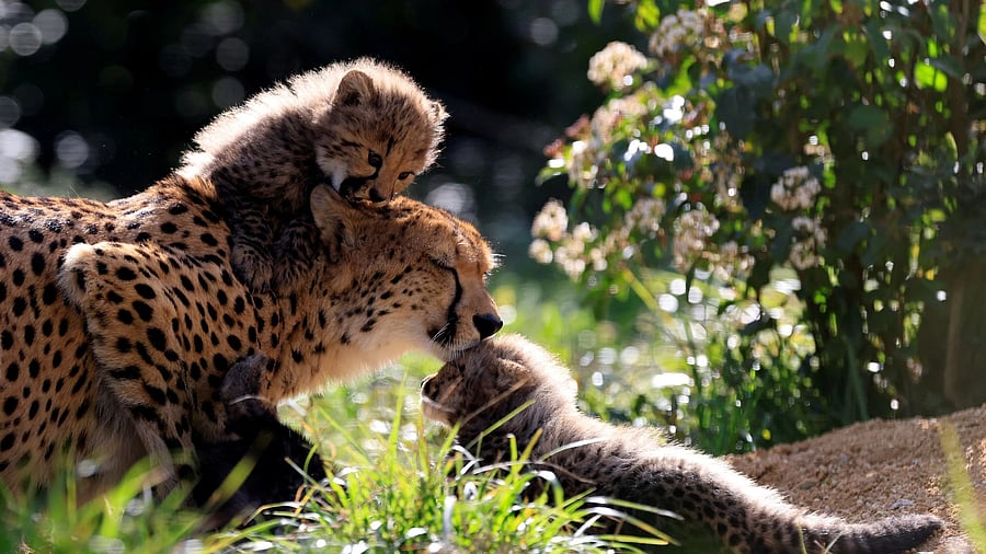 <div class="paragraphs"><p>Representative image of a female cheetah with her cubs.</p></div>