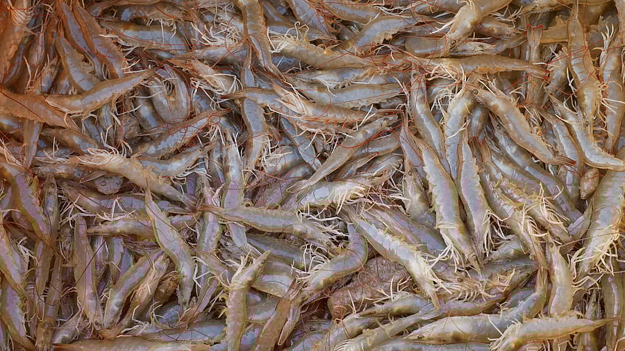 <div class="paragraphs"><p>Freshly caught live shrimps are seen on a shrimp farm in Ganapavaram village of Eluru district in Andhra Pradesh, India.</p></div>