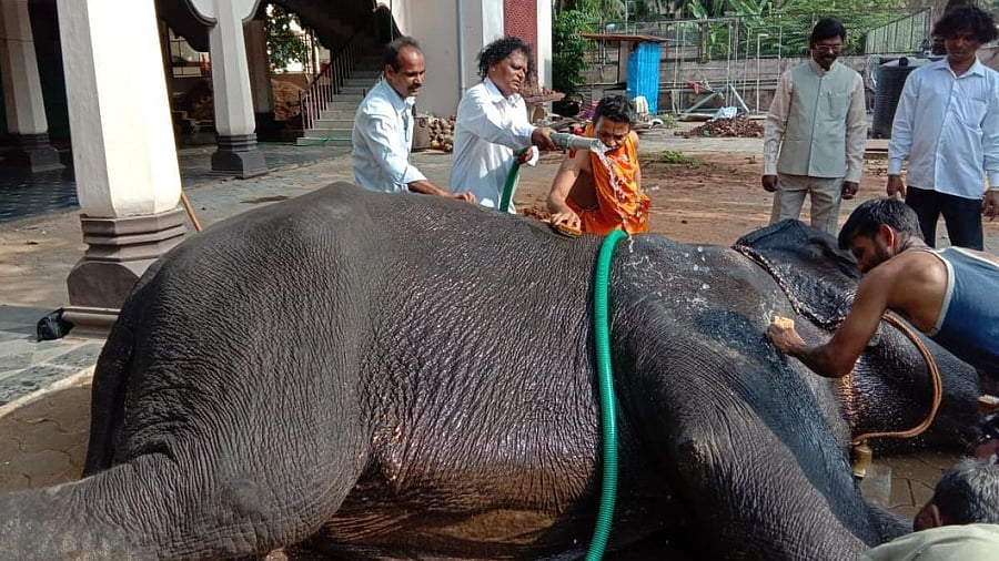 <div class="paragraphs"><p>Elephant 'Subhadre' being bathed at Krishna Mutt in Udupi.</p><p><br></p></div>
