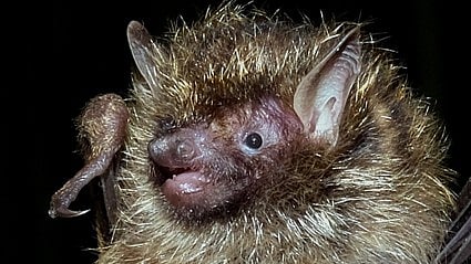 <div class="paragraphs"><p>Golden-haired tube-nosed bat.</p></div>