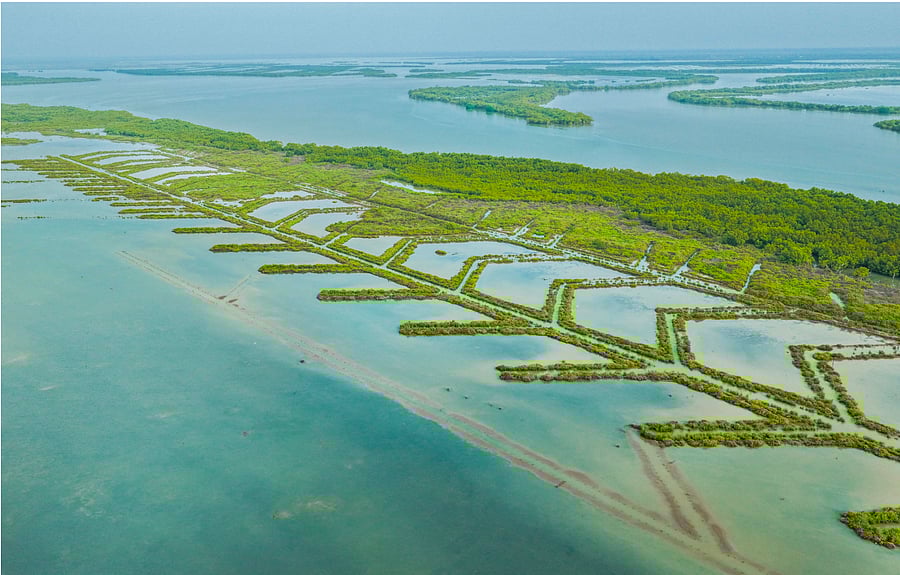 <div class="paragraphs"><p>While new plantations of mangrove trees have come up in 11 districts of Tamil Nadu, restoration activities were taken up in seven districts. </p></div>