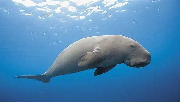 <div class="paragraphs"><p>Dugong dugon</p></div>