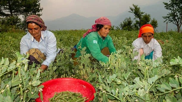 <div class="paragraphs"><p>Women have been withdrawing from agriculture. This is also fuelled by male outmigration leading to land abandonment, and declining agricultural productivity in the hills.</p></div>