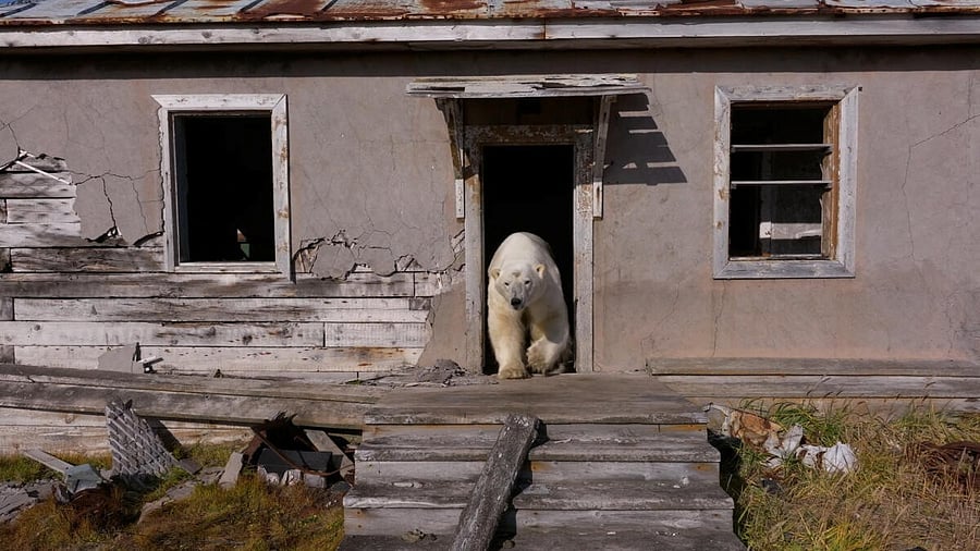 <div class="paragraphs"><p>Polar bears take over abandoned Soviet-era research station in Arctic.</p></div>
