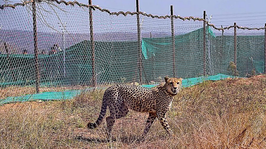 <div class="paragraphs"><p>First India-born cheetah set to reach adulthood in Kuno National Park</p></div>