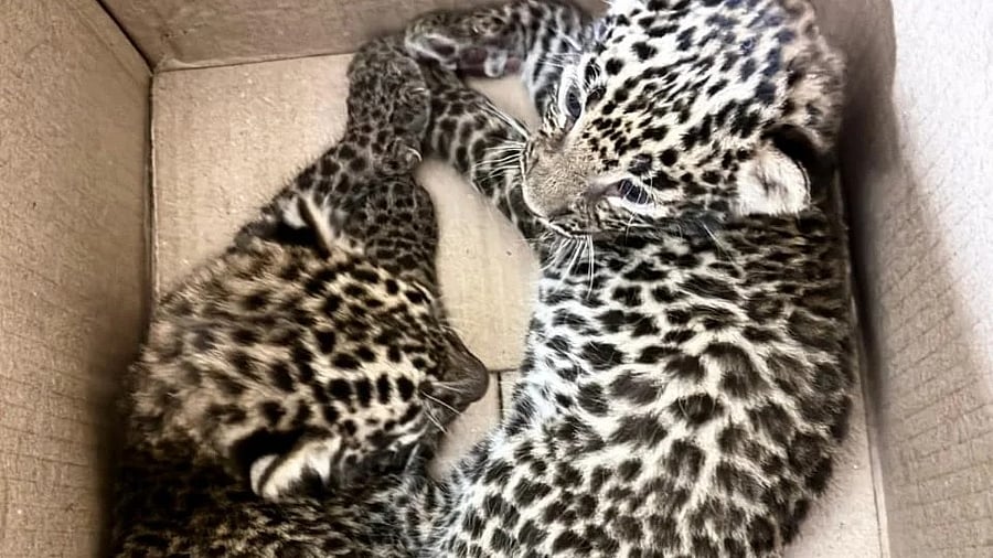 <div class="paragraphs"><p>Leopard cubs found in a sugarcane field. </p></div>