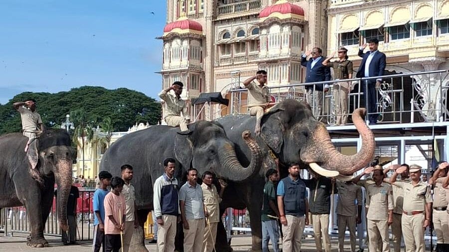 <div class="paragraphs"><p>Elephants, including Abhimanyu, during a rehearsal in front of the Mysuru palace.<br></p></div>