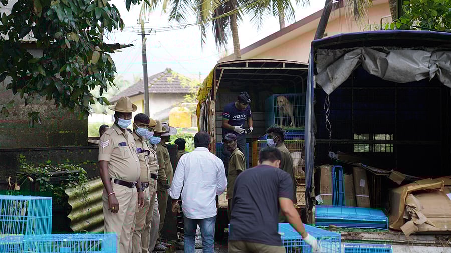 <div class="paragraphs"><p> Over 100 animals suffering from health issues due to unhygienic conditions at Sudhindra Aithal's iilegal Animal Rescue Centre being rescued during a joint operation by officials in Saligrama recently.</p><p></p></div>