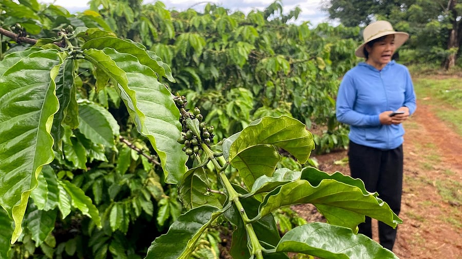 <div class="paragraphs"><p>Representative image coffee farm in Vietnam. </p></div>