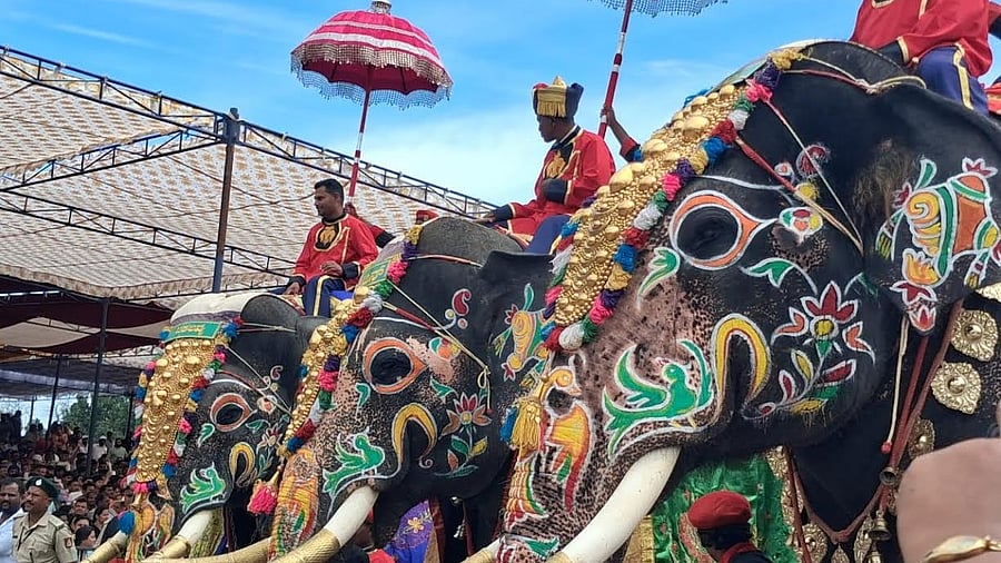 <div class="paragraphs"><p>Dasara Elephants during Jamboo Savari procession on Thursday.</p></div>