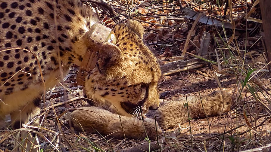 <div class="paragraphs"><p>Wildlife is not limited to forests—it is found across wetlands, river systems, grasslands, deserts, and coastal zones.</p></div>