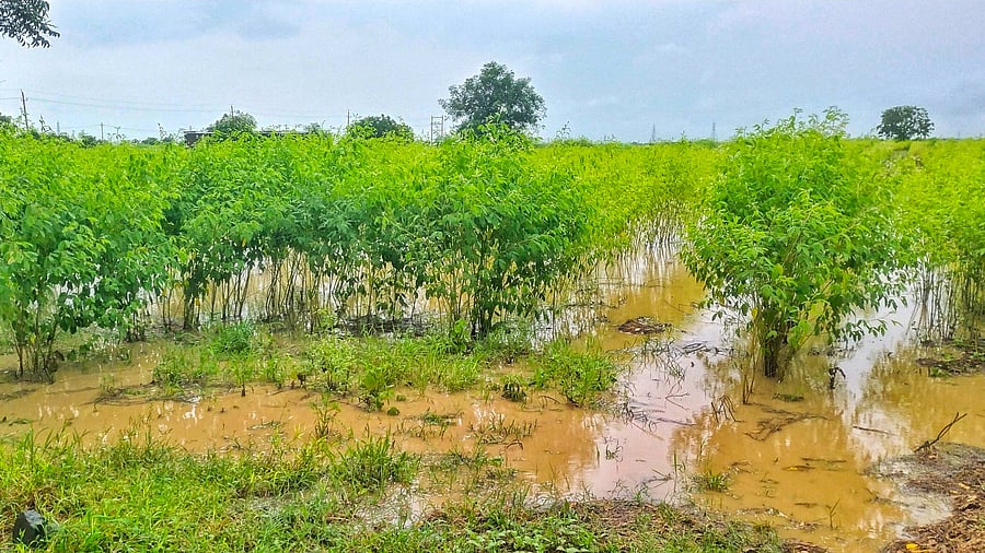 <div class="paragraphs"><p>A representative image of a farm.</p></div>