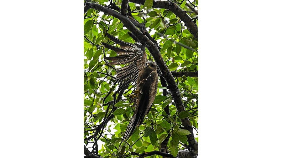 <div class="paragraphs"><p>A kite gets tangled in a manja on a tree in a temple</p></div>