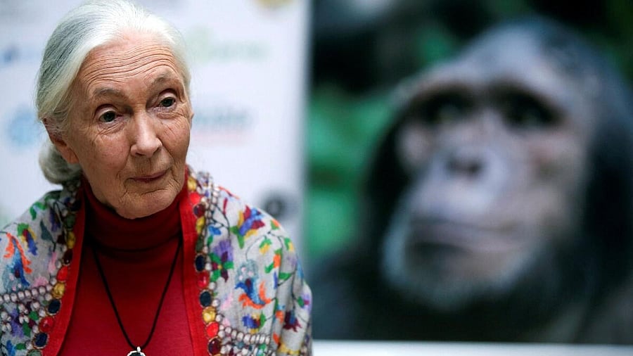 <div class="paragraphs"><p>British primatologist, ethologist and anthropologist Jane Goodall speaks during an interview with <em>Reuters</em> in Buenos Aires.</p></div>