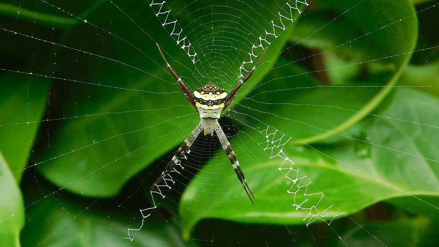 The signature spider with its 'autographed' web.