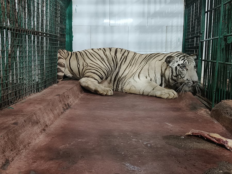 <div class="paragraphs"><p>Two-year-old male white tiger Vikram brought to Tyavarekoppa zoo, near Shivamogga, from Aurangabad (Chhatrapathi Sambhajinagar) in Maharashtra.&nbsp;</p></div>