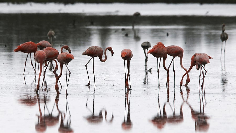 <div class="paragraphs"><p>Flamingos are pictured to mark World Migratory Bird Day. For representational purpose.</p></div>