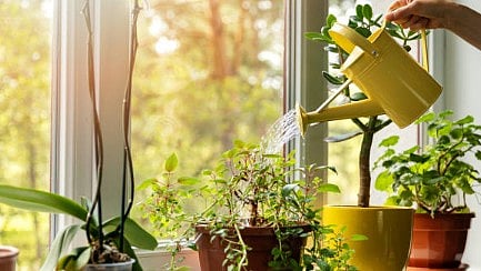 <div class="paragraphs"><p>Representative image for gardening</p></div>