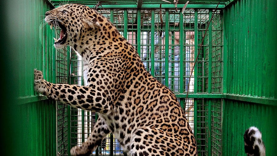 Forest officials say translocation is the last resort in mitigating human-animal conflict. But they are forced to place cages for 'rescuing' them, since the natural habitats of leopards are next to human dwellings.