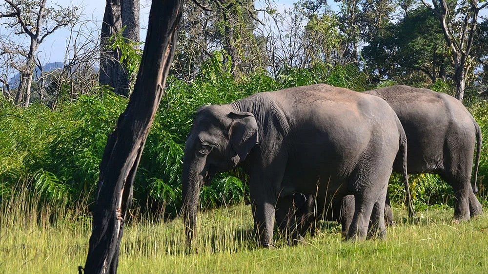 Elephant Attack News: Woman Killed by Wild Elephant in Hassan