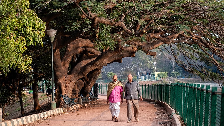 <div class="paragraphs"><p>The Lalbagh Botanical Garden is one of Bengaluru’s most iconic green spaces, and holds immense ecological, historical, and cultural value. </p></div>