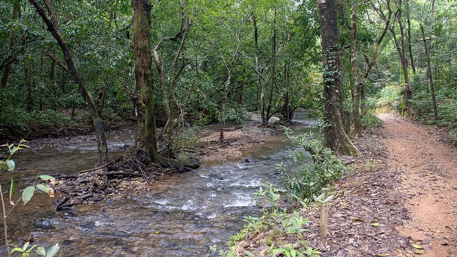 One of the three seasonal streams that will be impacted due to the implementation of the Sharavathi pumped storage project. KPCL has proposed to widen this forest road from 4 metres to 9 metres to facilitate the movement of heavy machines for drilling a tunnel. DH Photo/Pavan Kumar H