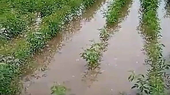 Bhima basin farmers devastated by rain, floods.