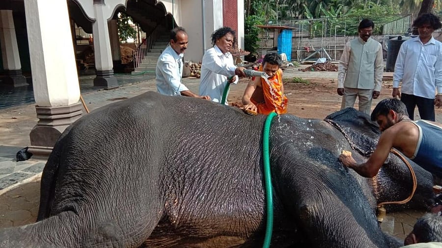 A file photo of elephant Subhadre being given a bath when she was under the care of the Krishna mutt in Udupi. The Krishna mutt gave up its ownership of the jumbo to the Honnali mutt in Davangere six years ago, but wants it back row.