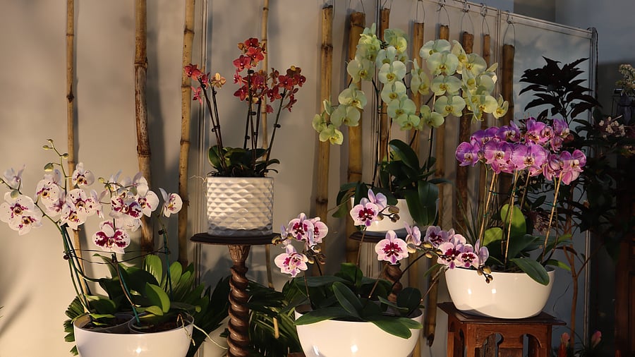 A few orchids on display at an earlier edition. 