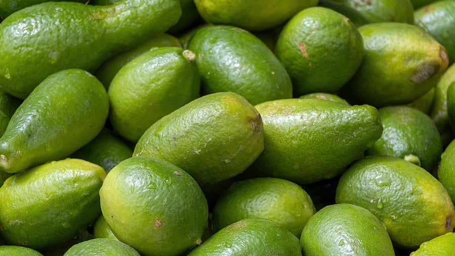 <div class="paragraphs"><p>The Gondhoraj is an essential ingredient in the local cuisine of West Bengal and Assam.&nbsp;</p></div>