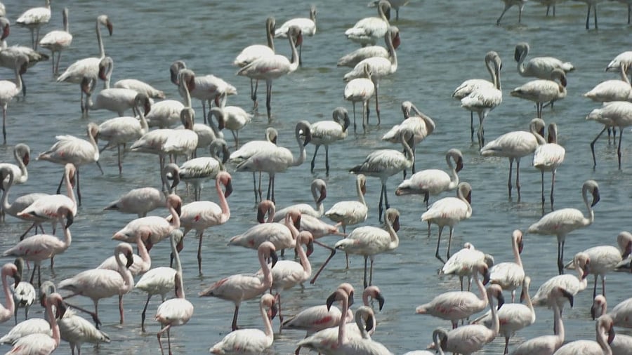 <div class="paragraphs"><p>Flamingo</p></div>