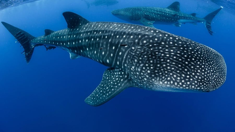 <div class="paragraphs"><p>Whale Shark</p></div>