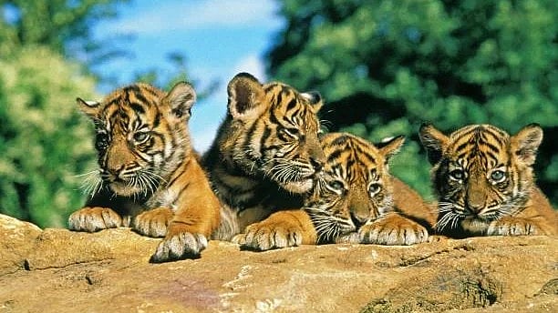 <div class="paragraphs"><p>Representative image of tiger cubs.</p></div>