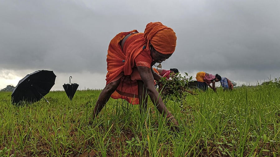 <div class="paragraphs"><p>Landless, nameless, essential: The story of India's women farmers </p></div>