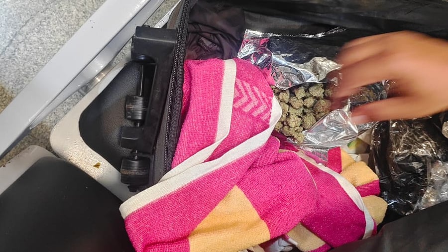 <div class="paragraphs"><p>Hydrophonic ganja seized from a domestic passenger at Mangaluru International Airport.</p></div>