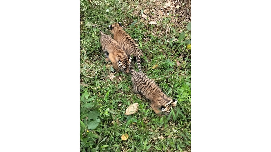 <div class="paragraphs"><p>The three rescued tiger cubs.</p></div>