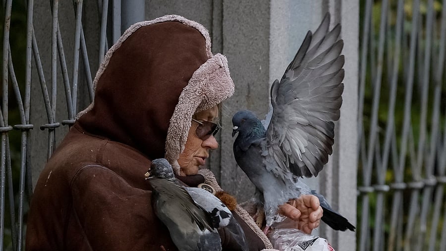 <div class="paragraphs"><p>A woman feeds pigeons on the street in Kyiv</p><p></p></div>