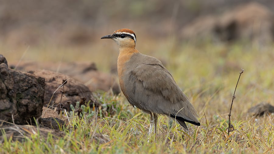 <div class="paragraphs"><p>Indian Courser sighted in Bhigwan.</p></div>