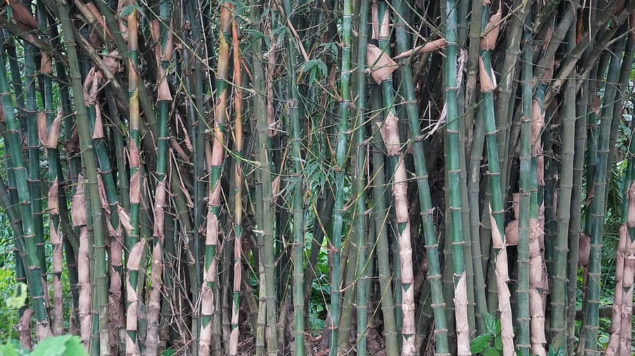<div class="paragraphs"><p>Maharashtra’s ‘Bamboo Industrial Policy’ approved by state cabinet </p></div>