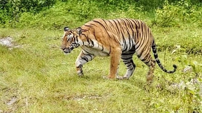 <div class="paragraphs"><p>A representative image of a tigress.</p></div>