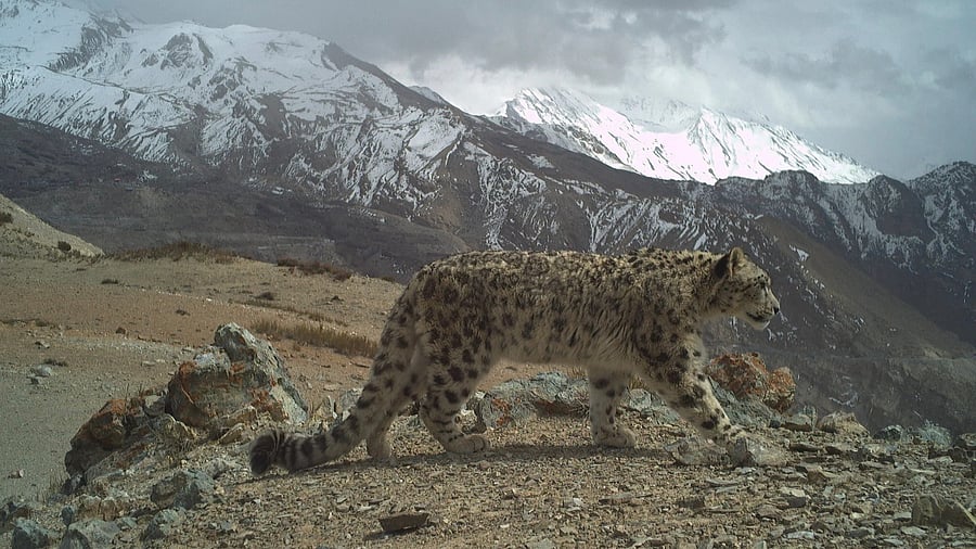 Snow Leopard