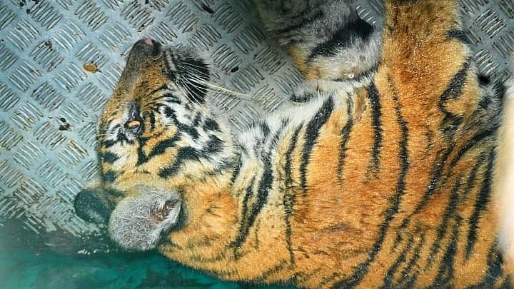 <div class="paragraphs"><p>Tiger rescued&nbsp;at the fringe of Nugu Wildlife Range of Bandipur, near Badagalapura of Saragur taluk, Mysuru district on Saturday. </p></div>