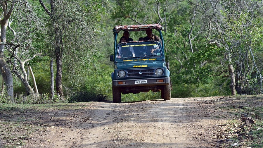 <div class="paragraphs"><p>Tourists on a safari in Bandipur forest, Chamarajanagar district. </p></div>