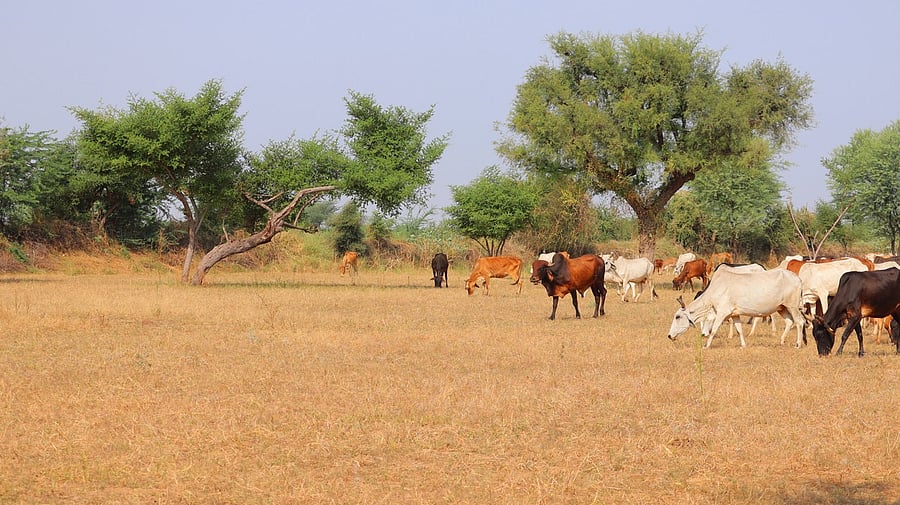 <div class="paragraphs"><p>Representative image of a grazing land.</p></div>